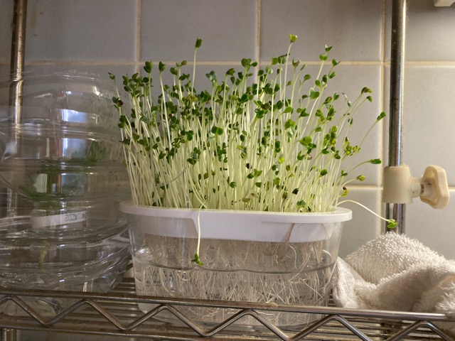 キッチンでブロッコリースプライトを育てる